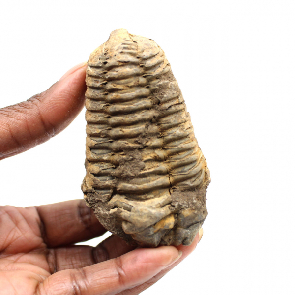 Fossil trilobite