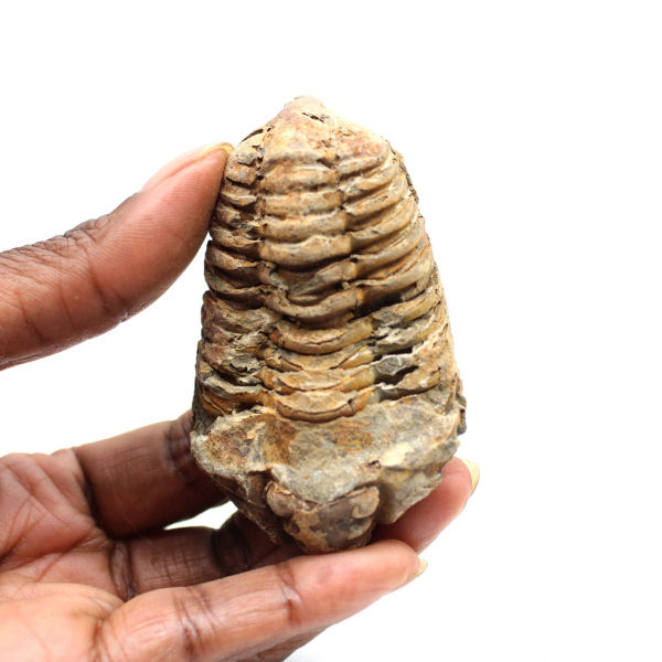 Fossil trilobite