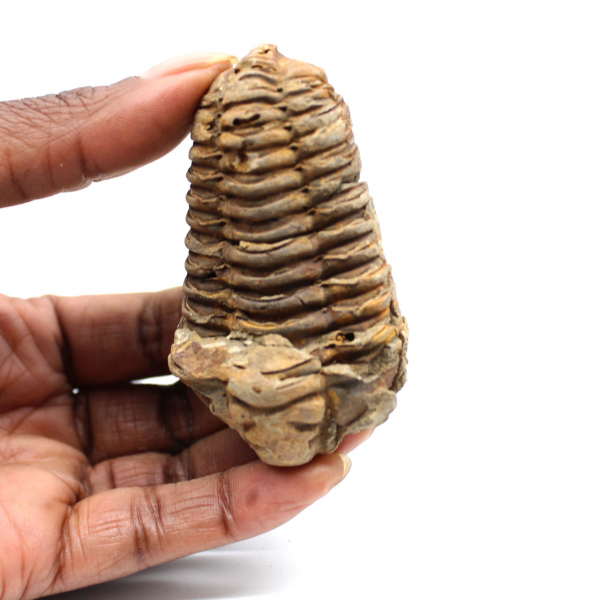Fossil trilobite