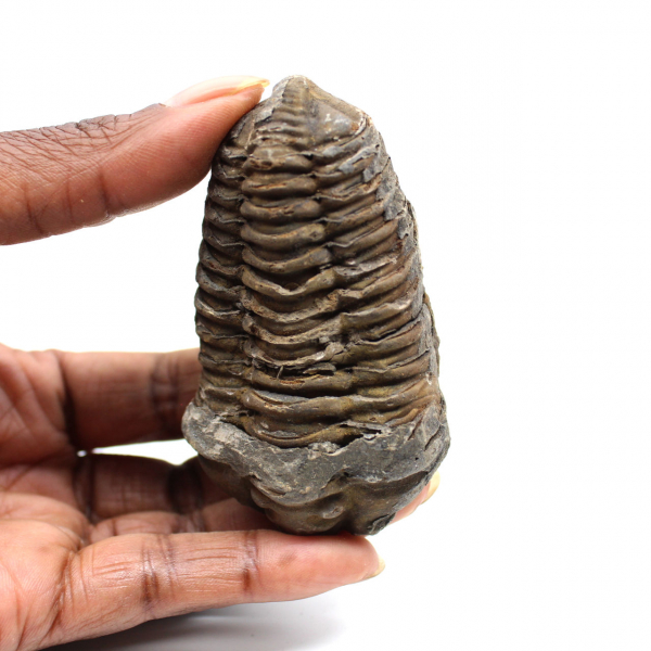 Fossil trilobite