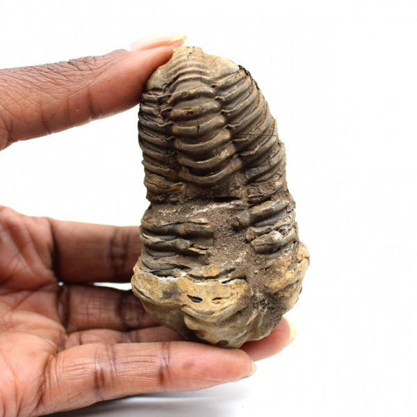 Fossil trilobite