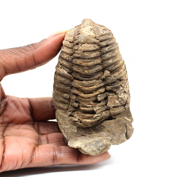 Fossil trilobite