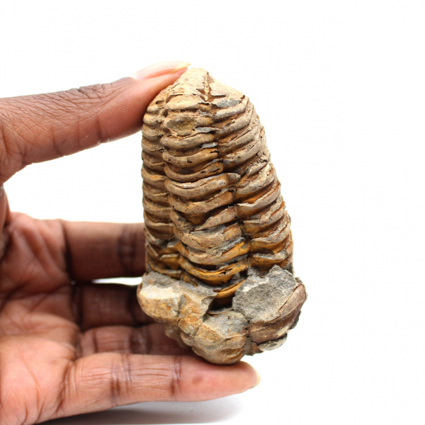 Fossil trilobite
