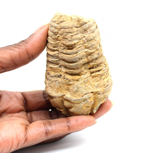 Fossil trilobite