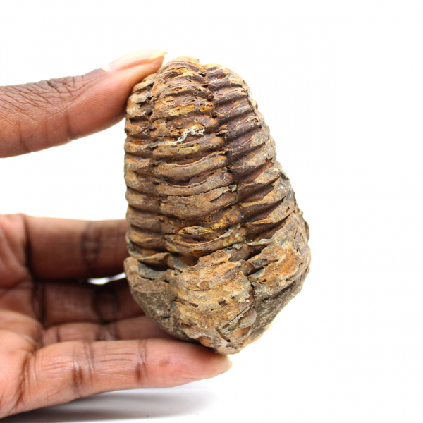 Fossil trilobite