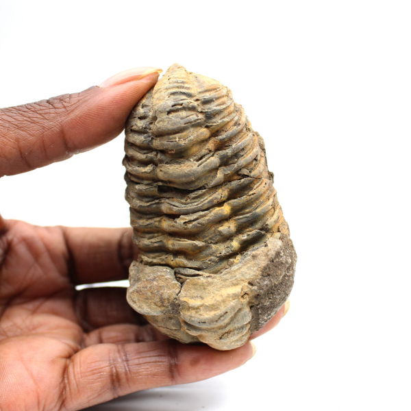 Fossil trilobite