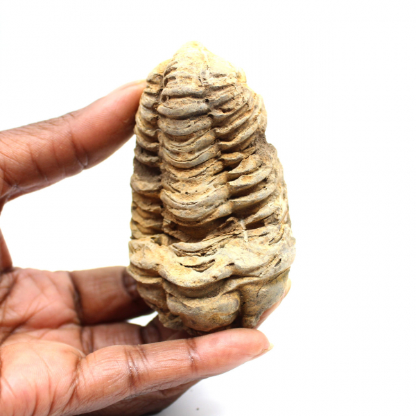Fossil trilobite