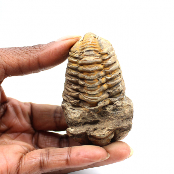 Fossil trilobite