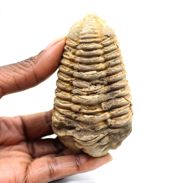 Fossil trilobite