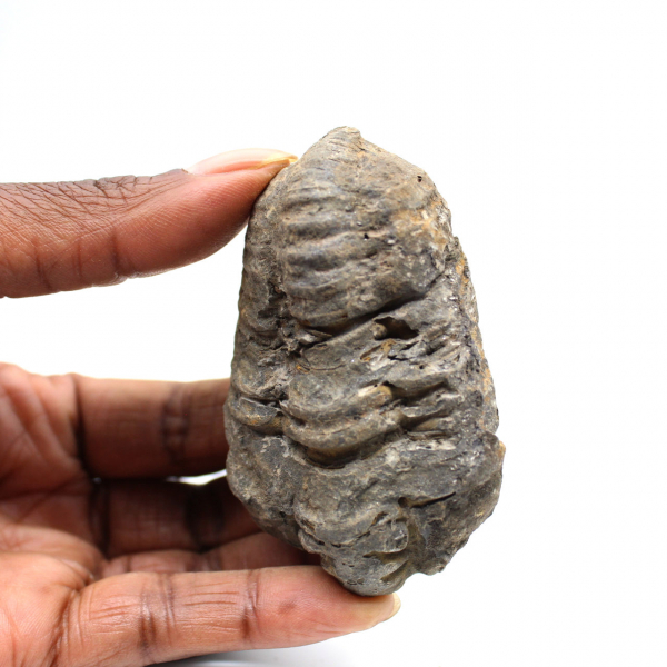 Fossil trilobite