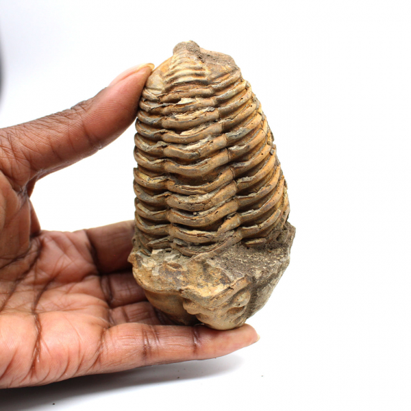 Fossil trilobite