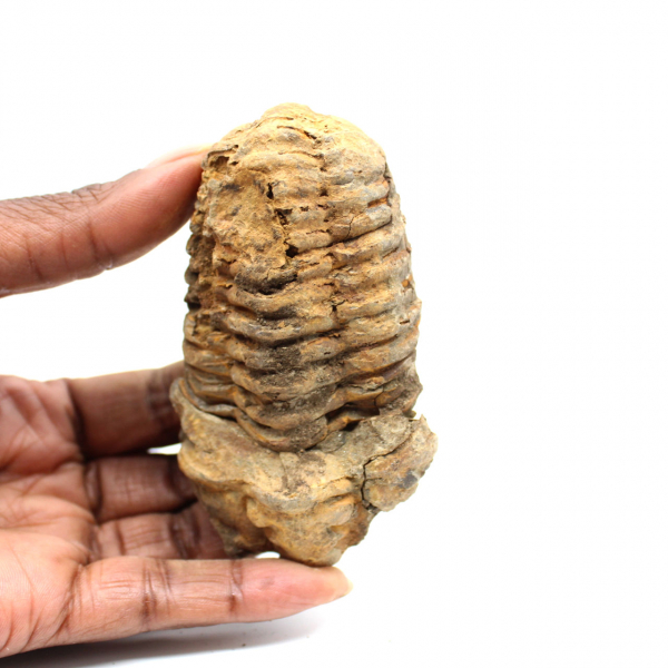 Fossil trilobite