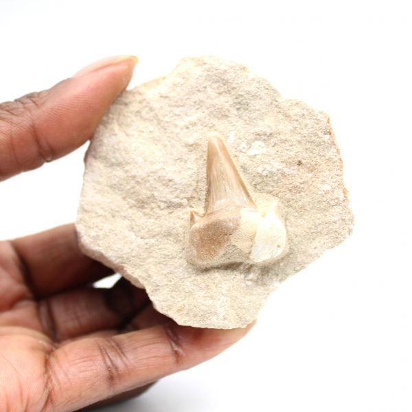 Fossil tooth of Otodus