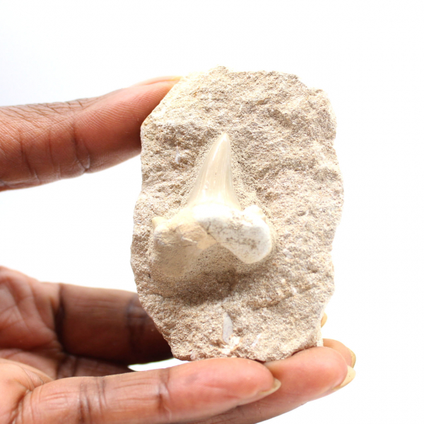 Fossil tooth of Otodus