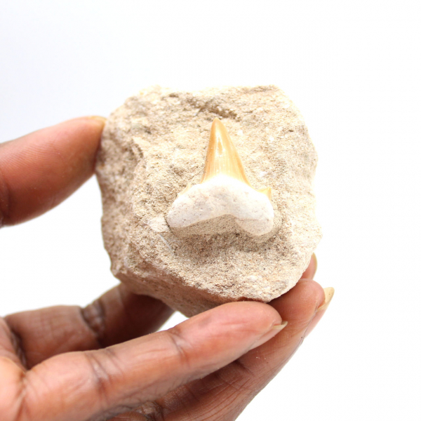 Fossil tooth of Otodus from Morocco