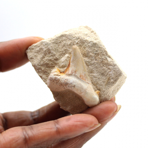 Fossil tooth of Otodus