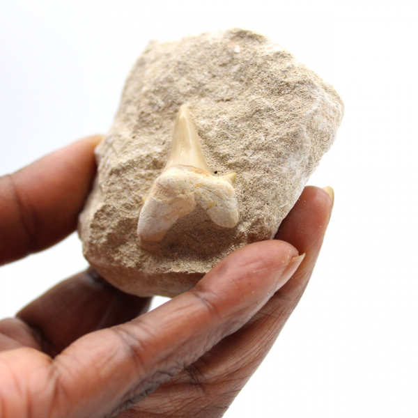 Fossil tooth of Otodus