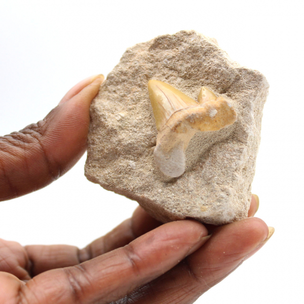 Fossil tooth of Otodus from Morocco