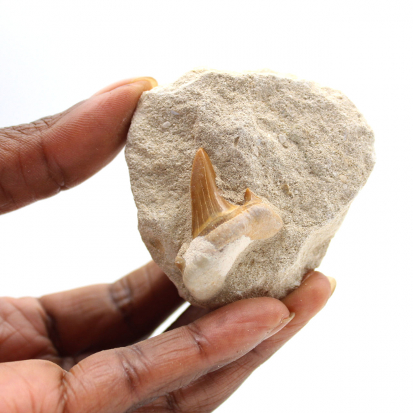 Fossil tooth of Otodus