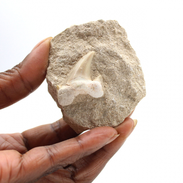 Fossil tooth of Otodus from Morocco