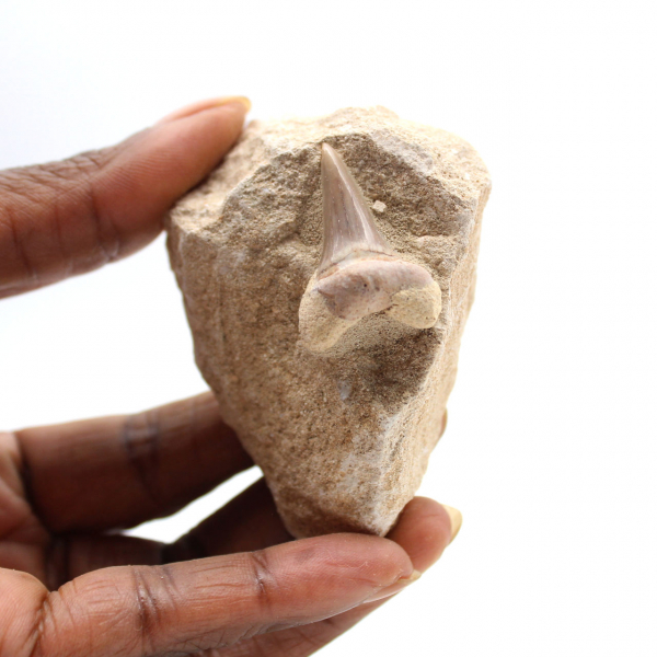 Fossil tooth of Otodus