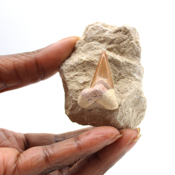 Fossil tooth of Otodus from Morocco
