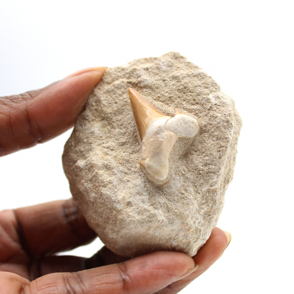 Fossil tooth of Otodus