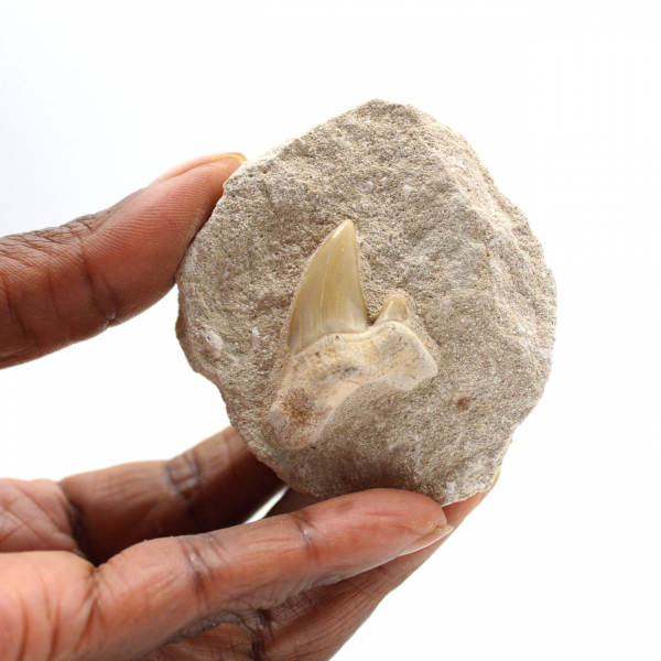 Fossil tooth of Otodus from Morocco
