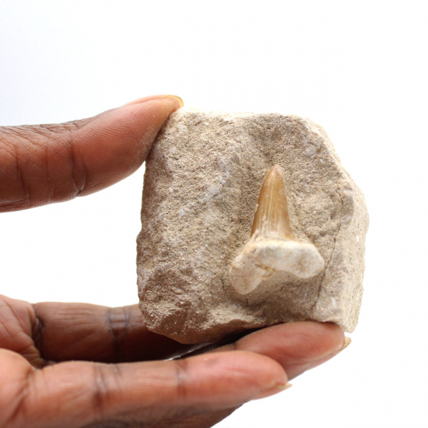 Fossil tooth of Otodus