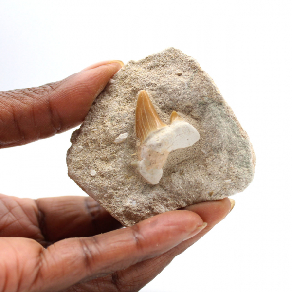 Fossil tooth of Otodus from Morocco