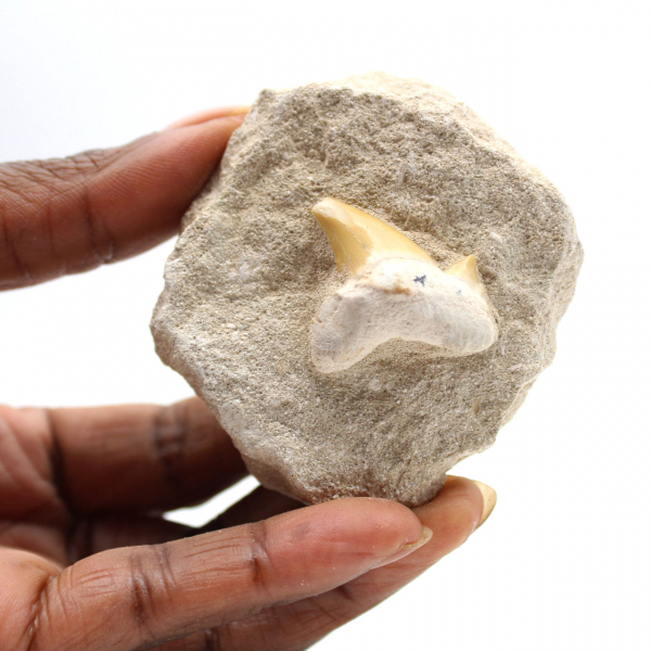 Fossil tooth of Otodus