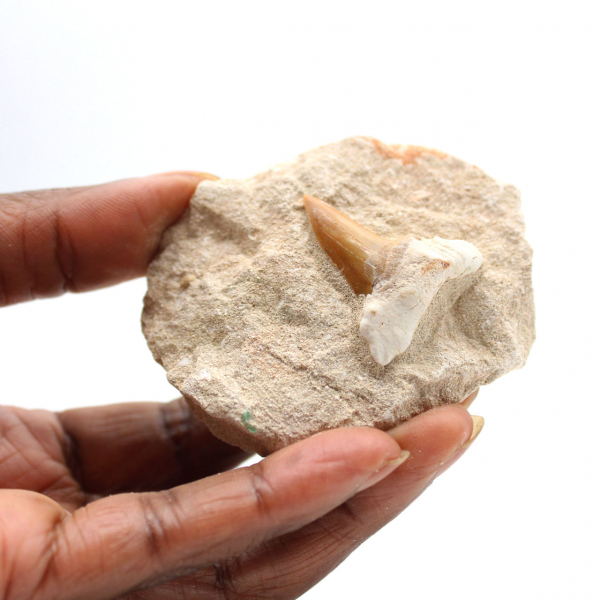 Fossil tooth of Otodus from Morocco