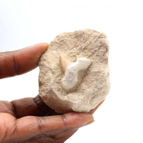 Fossil tooth of Otodus