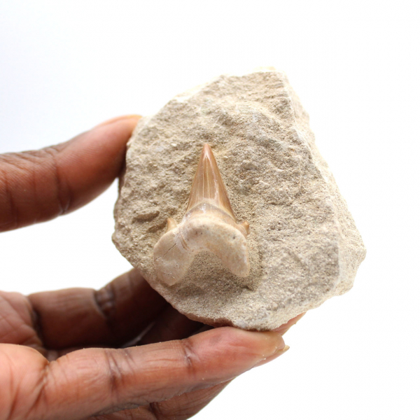 Fossil tooth of Otodus from Morocco