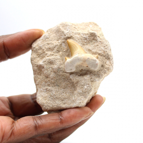Fossil tooth of Otodus from Morocco