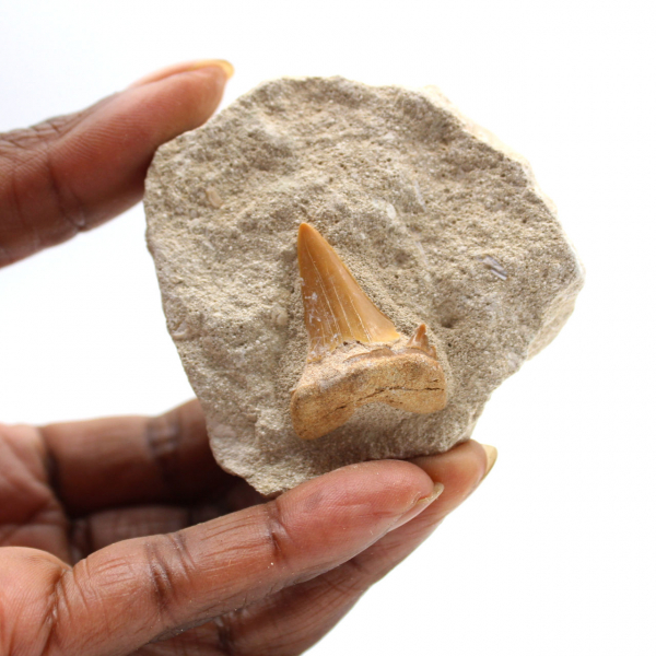 Fossil tooth of Otodus