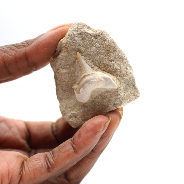 Fossil tooth of Otodus from Morocco