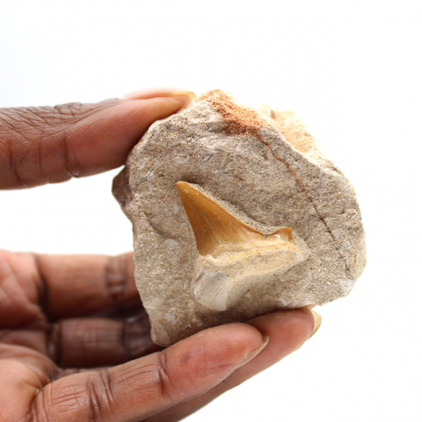 Fossil tooth of Otodus