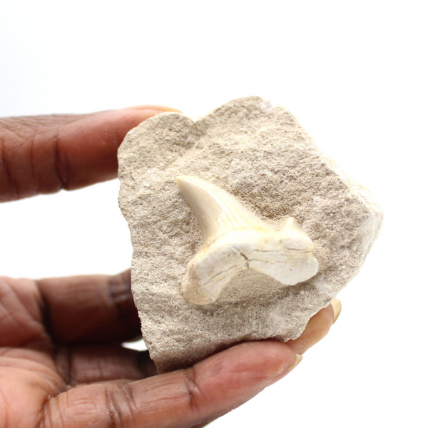 Fossil tooth of Otodus from Morocco