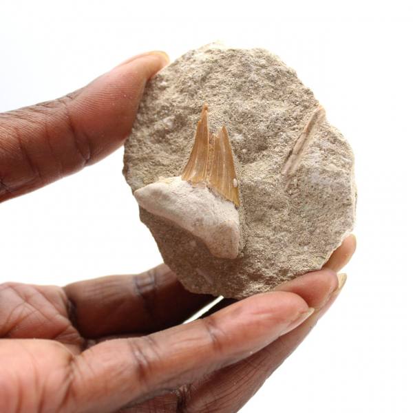 Fossil tooth of Otodus