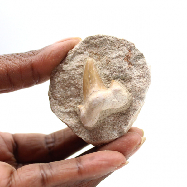 Fossil tooth of Otodus