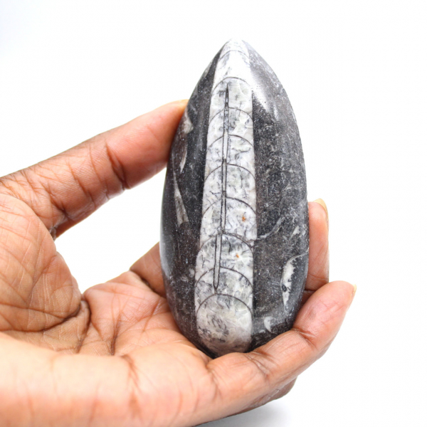 Fossil Orthoceras from Morocco