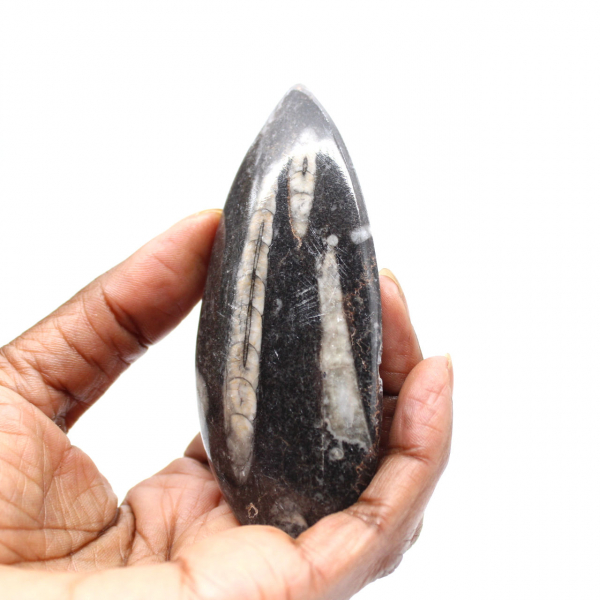 Fossil Orthoceras from Morocco