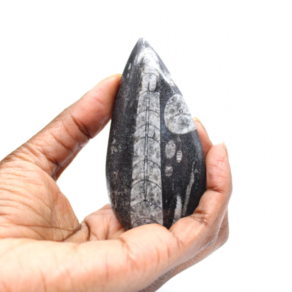 Fossil Orthoceras