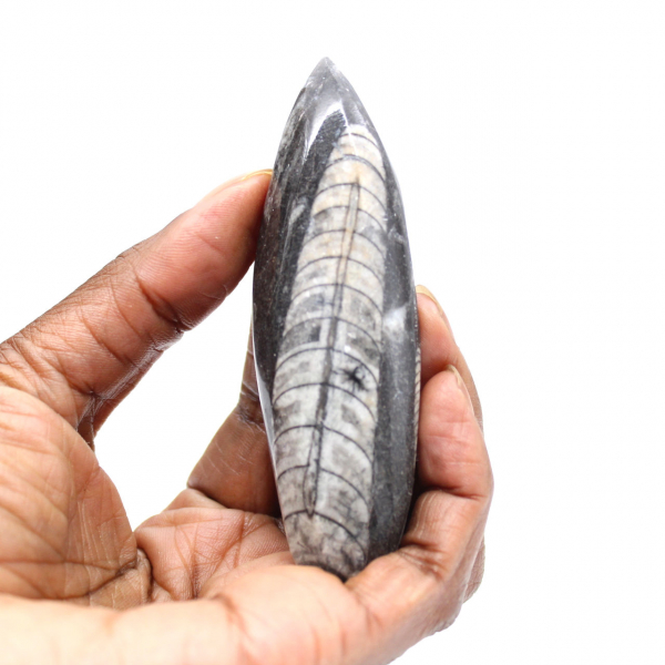 Fossil Orthoceras from Morocco