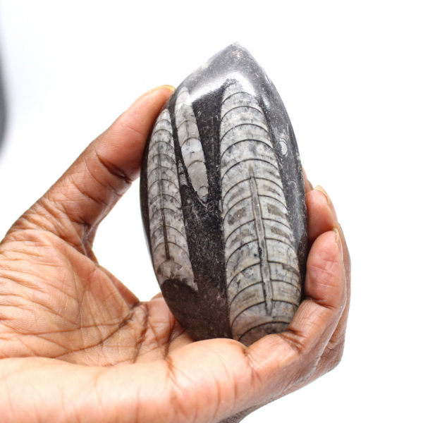 Fossil Orthoceras