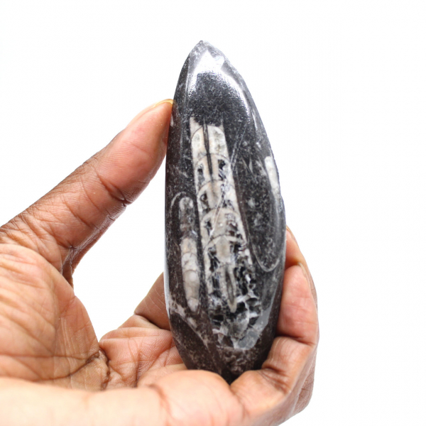 Fossil Orthoceras