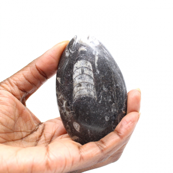 Fossil Orthoceras from Morocco