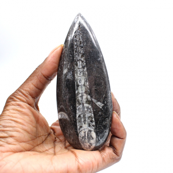 Fossil Orthoceras