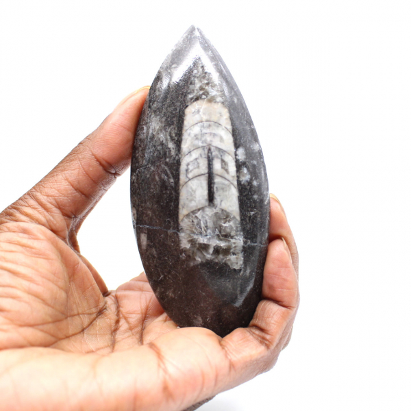 Fossil Orthoceras from Morocco